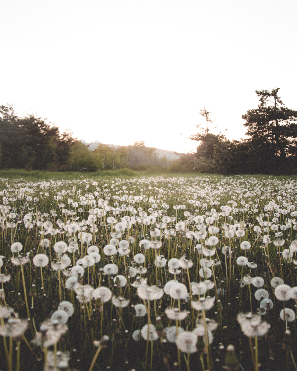White Dandelion Field